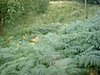 DSCF0056.JPG